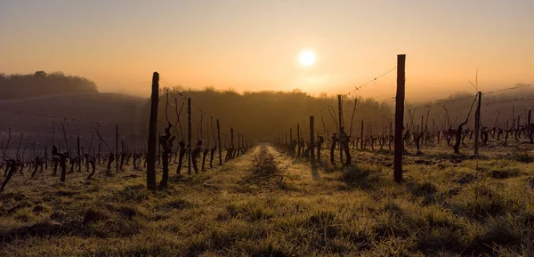 Bordeaux vineyard over frost and smog and freeze in winter, landscape vineyard