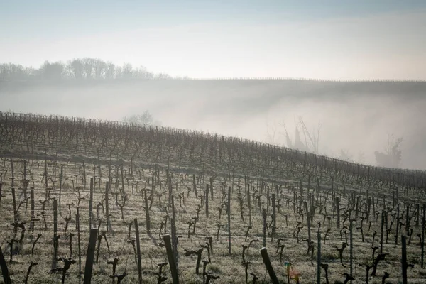 Bordeaux vineyard over frost and smog and freeze in winter, landscape vineyard — Stock Photo, Image