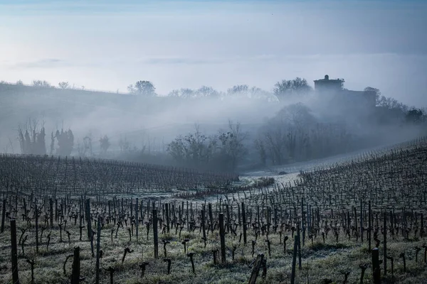 Bordeaux vineyard over frost and smog and freeze in winter, landscape vineyard