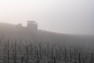 Üzüm toplama makineleri sisli, Bordeaux, Gironde, Saint-Emilion