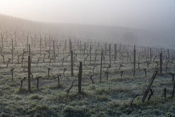 The grape harvesting machines in vineyard in fog, Bordeaux, Gironde, Saint-Emilion