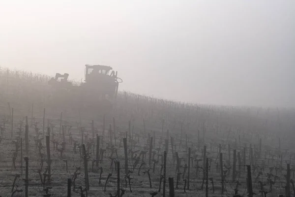 The grape harvesting machines in vineyard in fog, Bordeaux, Gironde, Saint-Emilion — Stock Photo, Image
