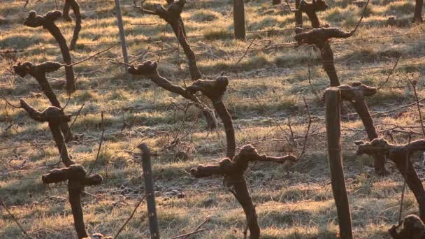 Bordeaux landschap wijngaard in de winter onder de vorst en mist — Stockvideo