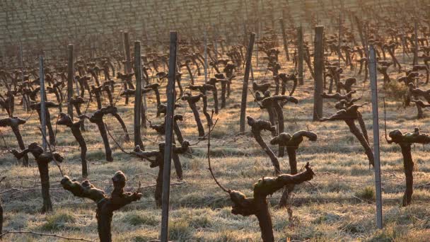 Bordeaux landschap wijngaard in de winter onder de vorst en mist — Stockvideo