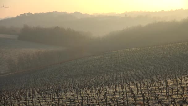 Bordeaux Landschaft Weinberg im Winter unter Frost und Nebel — Stockvideo