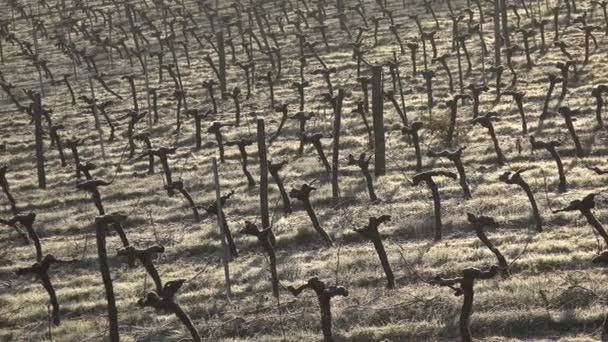 Bordeaux paesaggio vigneto in inverno sotto il gelo e la nebbia — Video Stock