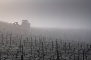 Üzüm toplama makineleri sisli, Bordeaux, Gironde, Saint-Emilion