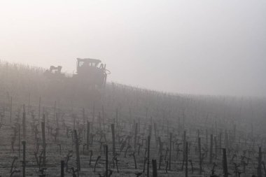 Üzüm toplama makineleri sisli, Bordeaux, Gironde, Saint-Emilion