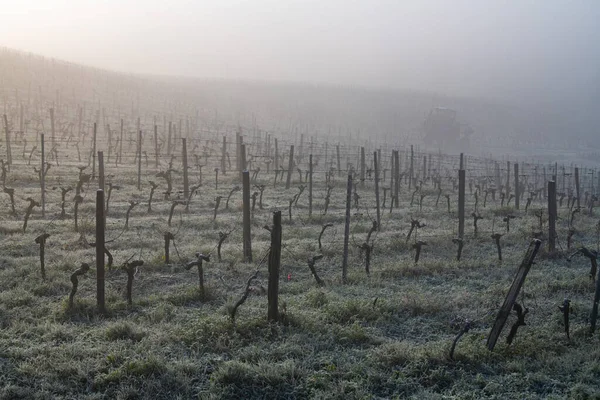 The grape harvesting machines in vineyard in fog, Bordeaux, Gironde, Saint-Emilion — Stock Photo, Image