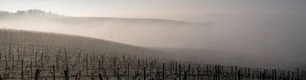 Bordeaux vineyard over frost and smog and freeze in winter, landscape vineyard — Stock Photo, Image