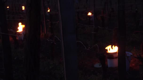 CRESCIMENTO, POMEROL, LOCAÇÃO DE ÓLEO DE PEQUENAS PONTOS EM VINEYARD DURANTE TEMPERATURAS SUB-ZERO DE MARS 2021, BORDEAUX VINEYARD — Vídeo de Stock