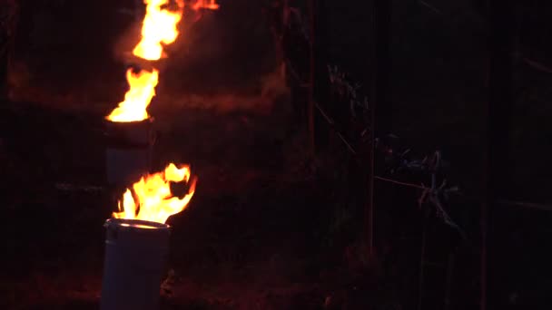 CRESCIMENTO, POMEROL, LOCAÇÃO DE ÓLEO DE PEQUENAS PONTOS EM VINEYARD DURANTE TEMPERATURAS SUB-ZERO DE MARS 2021, BORDEAUX VINEYARD — Vídeo de Stock