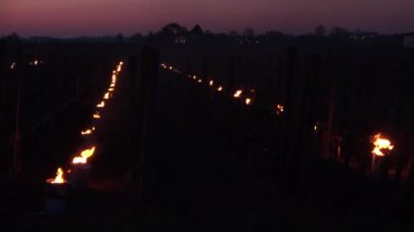 KADIN, POMEROL, BORDEAUX VINEYARD VINEYARD 'DA YARDIM KIŞ, KADIN 2021, BORDEAUX VINEYARD