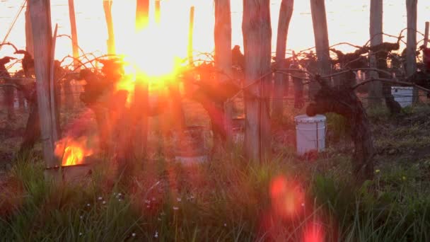 GIRONDE, POMEROL, PUITS DE PETITS PETITS PETITS PETITS PETITS PETITS PETITS PETITS PETITS PETITS PETITS PETITS PETITS PETITS PETITS PETITS PENDANT LES TEMPERATURES DE MARS 2021, BORDEAUX VINEYARD — Video