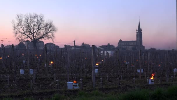 GIRONDE, POMEROL, ÖL BURNING SMUDGE POTS IN VINEYARD WÄHREN SUB-ZERO TEMPERATUREN VON MÄRZ 2021, BORDEAUX VINEYARD — Stockvideo