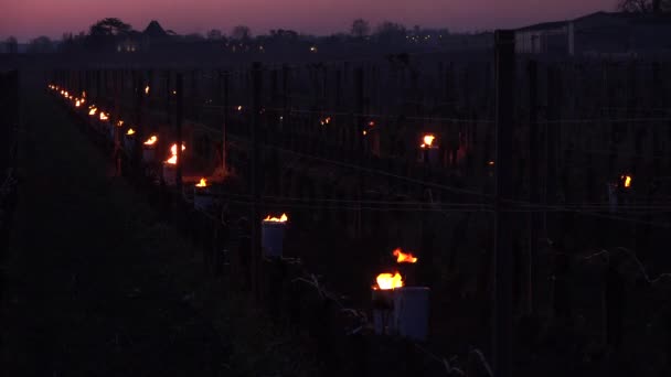 GIRONDA, POMEROL, ACEITE BURNING SMUDGE POTS IN VINEYARD DURANTE SUB-CERO TEMPERATURAS DE MARS 2021, BURDEAUX VINEYARD — Vídeos de Stock