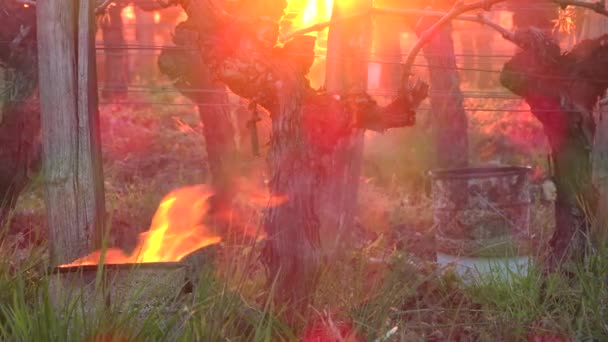 GIRONDE, POMEROL, ÖL BURNING SMUDGE POTS IN VINEYARD WÄHREN SUB-ZERO TEMPERATUREN VON MÄRZ 2021, BORDEAUX VINEYARD — Stockvideo