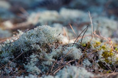 Yosun, çam ormanındaki zambaklar, Carcans Plage 'daki orman kalabalığı, Fransız Atlantik kıyısındaki Lacanau yakınlarındaki çam ormanı.