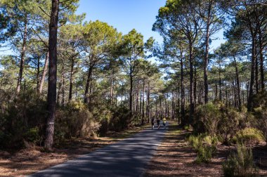 Çam ormanındaki sarı süpürge çiçekleri, Carcans Plage 'daki orman kalabalığı, Fransız Atlantik kıyısındaki Lacanau yakınlarındaki çam ormanı.