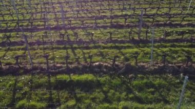 İlkbaharda üzüm bağının hava manzarası, Bordeaux Üzüm bağı, Gironde, Fransa