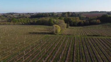 İlkbaharda üzüm bağının hava manzarası, Bordeaux Üzüm bağı, Gironde, Fransa
