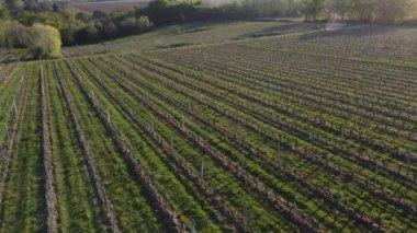 İlkbaharda üzüm bağının hava manzarası, Bordeaux Üzüm bağı, Gironde, Fransa