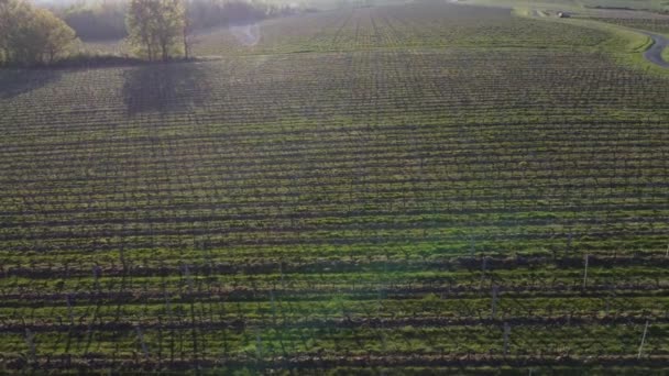 Vista aérea da vinha na primavera, Bordeaux Vineyard, Gironde, França — Vídeo de Stock