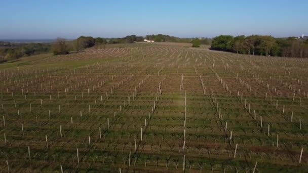 Luchtfoto van wijngaard in het voorjaar, Bordeaux Wijngaard, Gironde, Frankrijk — Stockvideo
