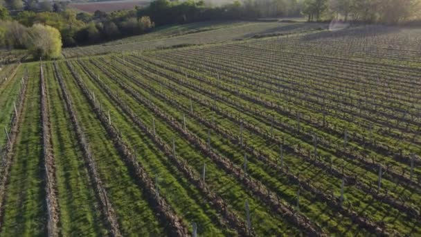 Vista aérea da vinha na primavera, Bordeaux Vineyard, Gironde, França — Vídeo de Stock