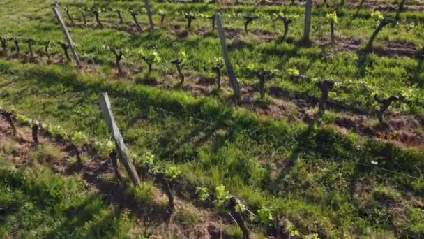 Letecký pohled na vinici na jaře, Bordeaux Vineyard, Gironde, Francie — Stock video