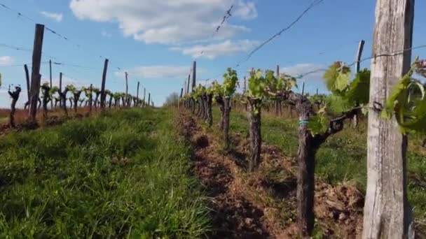 Vista aérea da vinha na primavera, Bordeaux Vineyard, Gironde, França — Vídeo de Stock