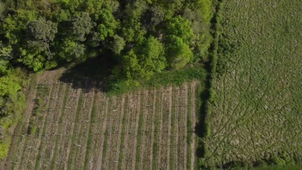Luchtfoto van wijngaard in het voorjaar, Bordeaux Wijngaard, Gironde, Frankrijk — Stockvideo