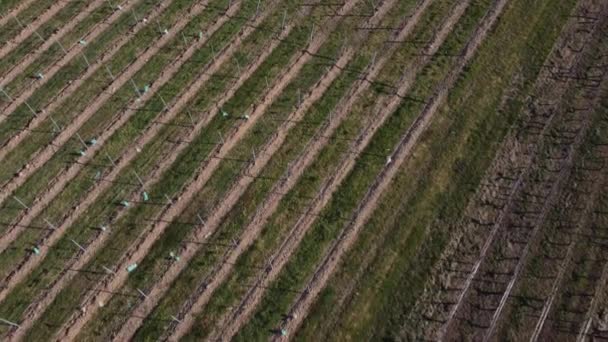 Prachtig luchtlandschap van het Franse platteland en zijn wijngaarden, Gironde, Frankrijk — Stockvideo