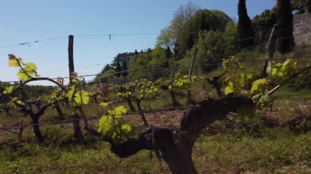 Piękny krajobraz powietrzny francuskiej wsi i jej winnic, Gironde, Francja — Wideo stockowe