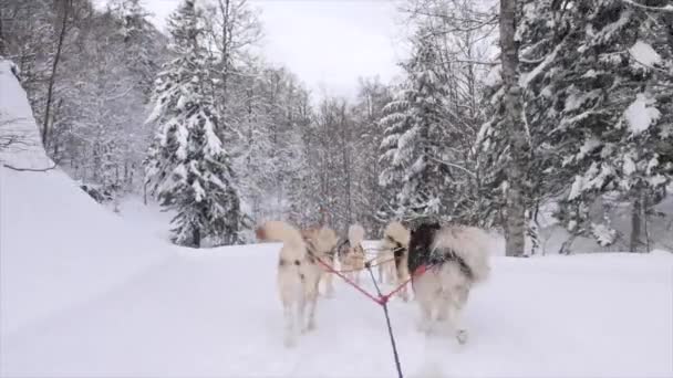 Vista trasera del equipo de perros de trineo con setas en pista de nieve — Vídeos de Stock