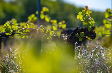 Bordeaux üzüm bağında yetişen sarmaşıkta baharın başında yeni böcek ve yapraklar filizleniyor.