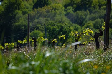 Bordeaux üzüm bağında yetişen sarmaşıkta baharın başında yeni böcek ve yapraklar filizleniyor.