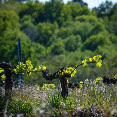 Bordeaux üzüm bağında yetişen sarmaşıkta baharın başında yeni böcek ve yapraklar filizleniyor.