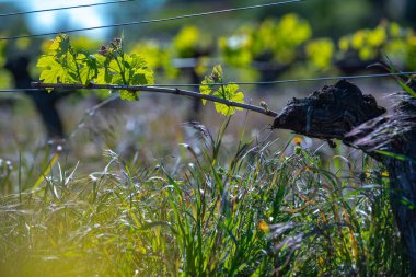Bordeaux üzüm bağında yetişen sarmaşıkta baharın başında yeni böcek ve yapraklar filizleniyor.