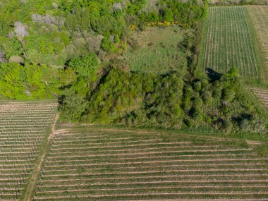 Fransız kırsalının ve üzüm bağlarının güzel hava manzarası Gironde, Fransa