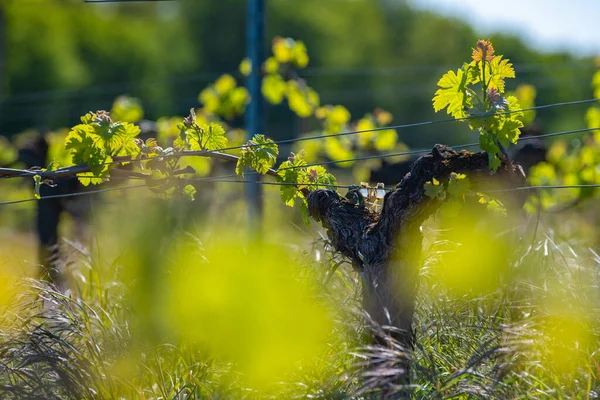 Nieuwe wants en bladeren ontkiemen aan het begin van de lente op een getralibreerde wijnstok die groeit in bordeaux wijngaard — Stockfoto