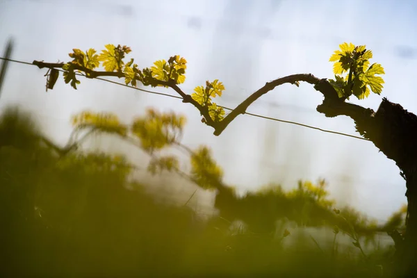 Nová chyba a listy raší na začátku jara na trellised révy rostoucí v bordeaux vinice — Stock fotografie