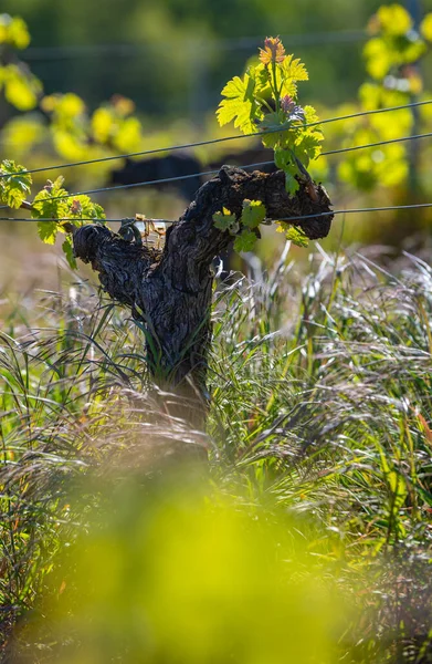 Nieuwe wants en bladeren ontkiemen aan het begin van de lente op een getralibreerde wijnstok die groeit in bordeaux wijngaard — Stockfoto