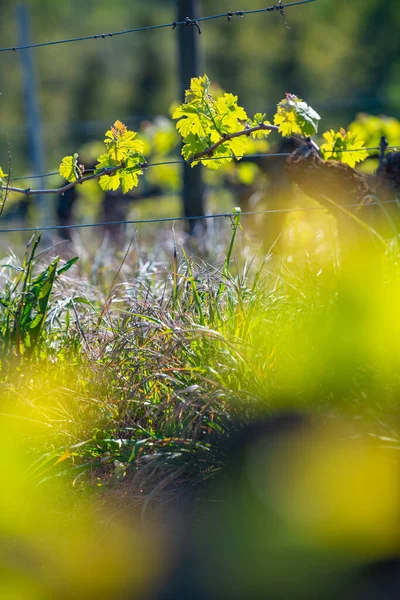 Nieuwe wants en bladeren ontkiemen aan het begin van de lente op een getralibreerde wijnstok die groeit in bordeaux wijngaard — Stockfoto