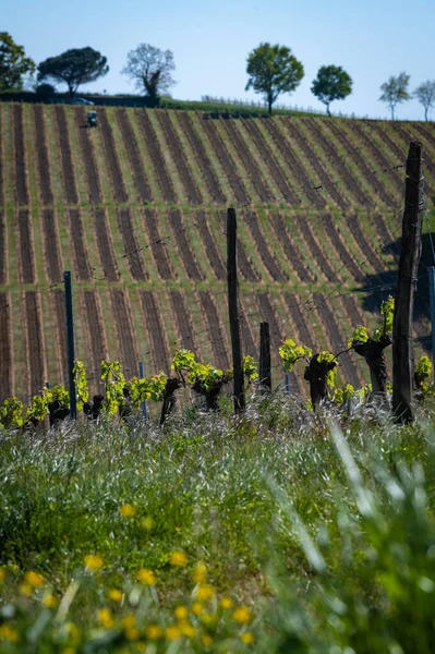 Neue Käfer und Blätter sprießen zu Frühlingsbeginn an einer Spalierrebe im Weinberg von Bordeaux — Stockfoto