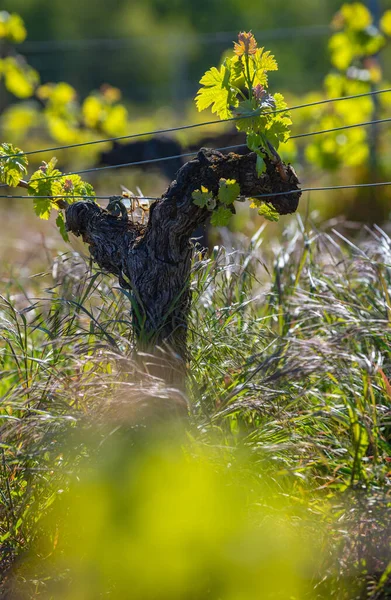 New bug and leaves sprouting at the beginning of spring on a trellised vine growing in bordeaux vineyard — Stock Photo, Image