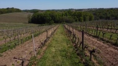 Fransız kırsalının ve üzüm bağlarının güzel hava manzarası Gironde, Fransa