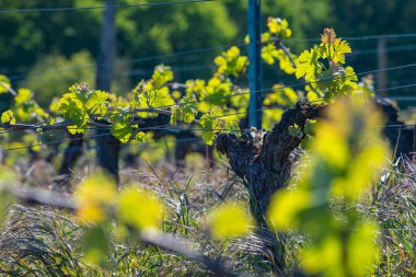 Bordeaux üzüm bağında yetişen sarmaşıkta baharın başında yeni böcek ve yapraklar filizleniyor.