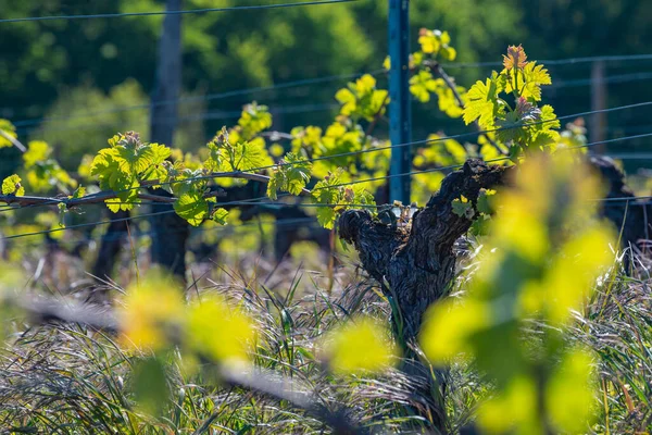 Új bogár és levelek csíráznak a tavasz elején egy bordeaux-i szőlőültetvényen termesztett trellizált szőlőn — Stock Fotó