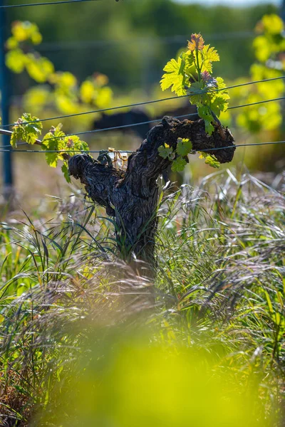 New bug and leaves sprouting at the beginning of spring on a trellised vine growing in bordeaux vineyard — Stock Photo, Image